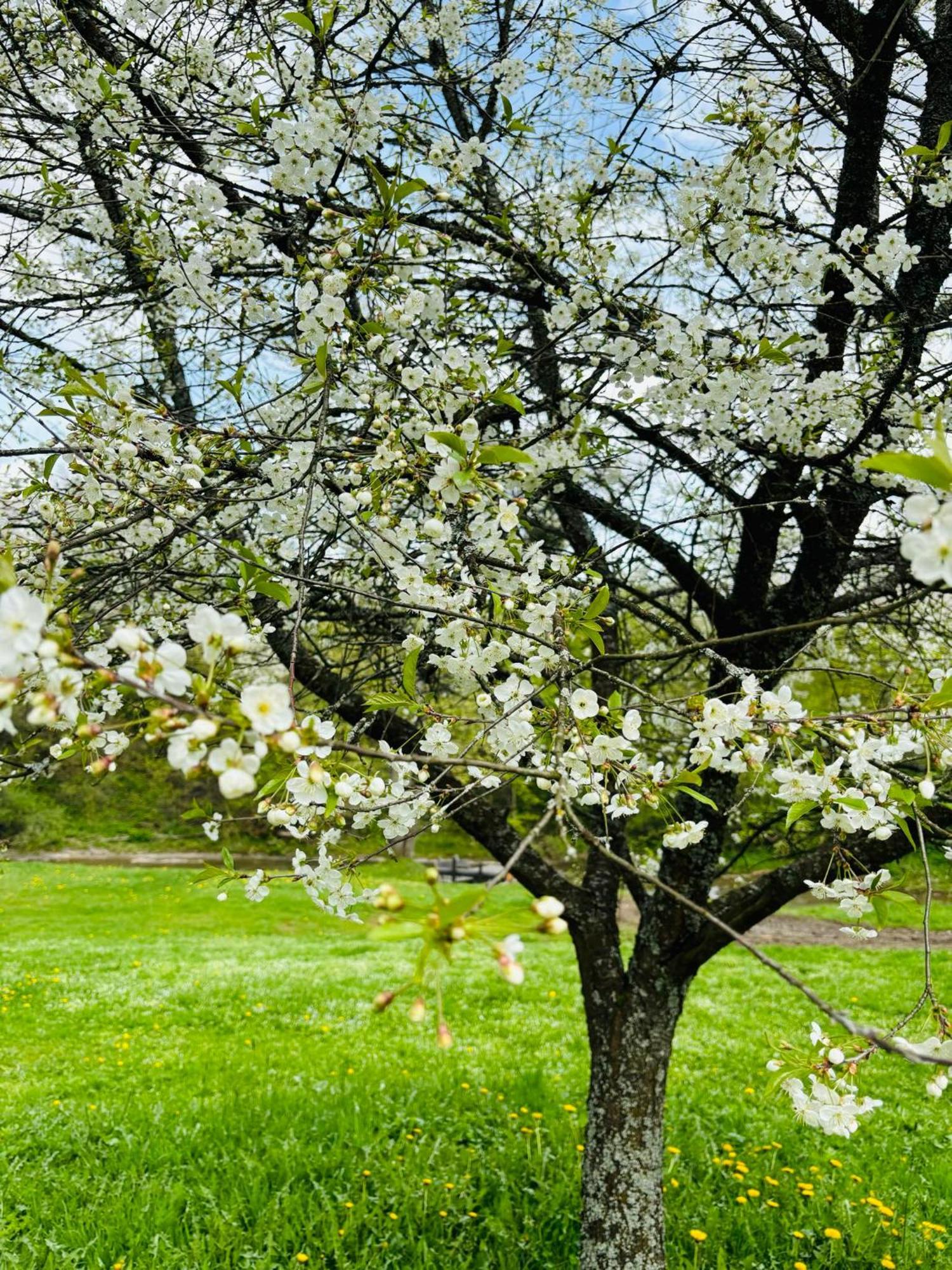 Latarnia Wagabundy Bieszczady Otel Wola Michowa Dış mekan fotoğraf