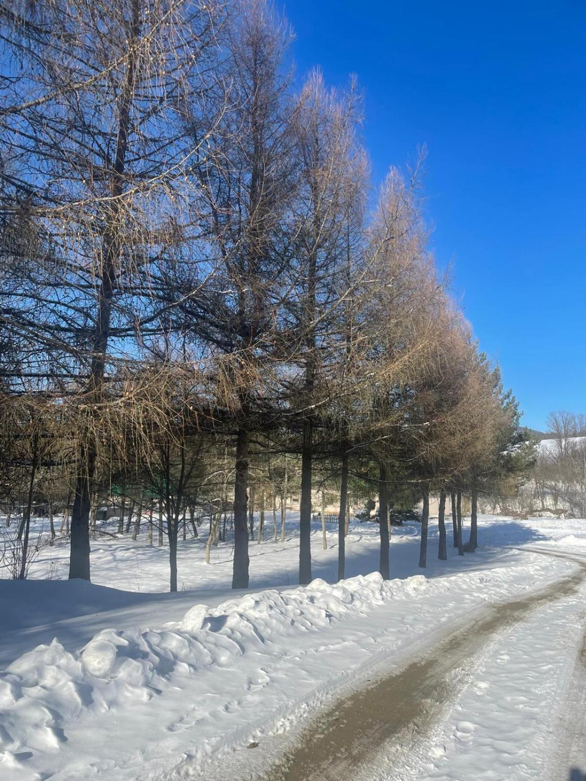 Latarnia Wagabundy Bieszczady Otel Wola Michowa Dış mekan fotoğraf